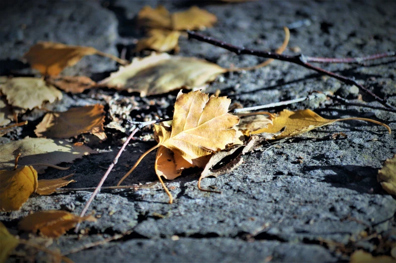 a yellow leaf laying on the ground next to some twigs