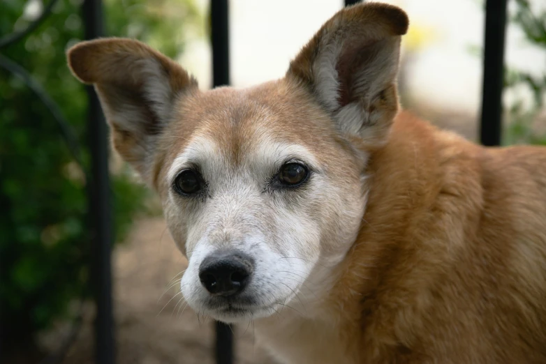 a dog that has long ears next to a fence