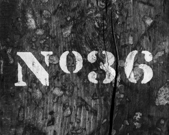 the word noosa written on a tree trunk