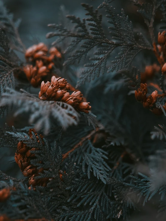 a po of some leaves and brown berries