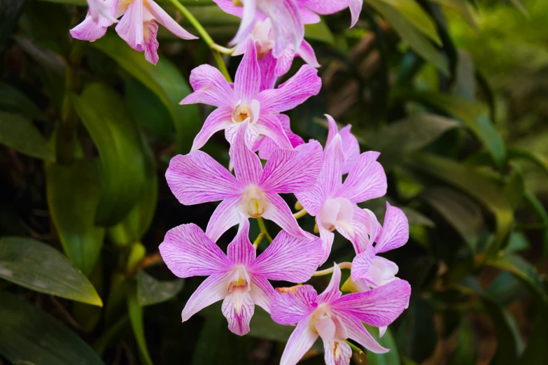 several pink orchids are blooming in the bushes
