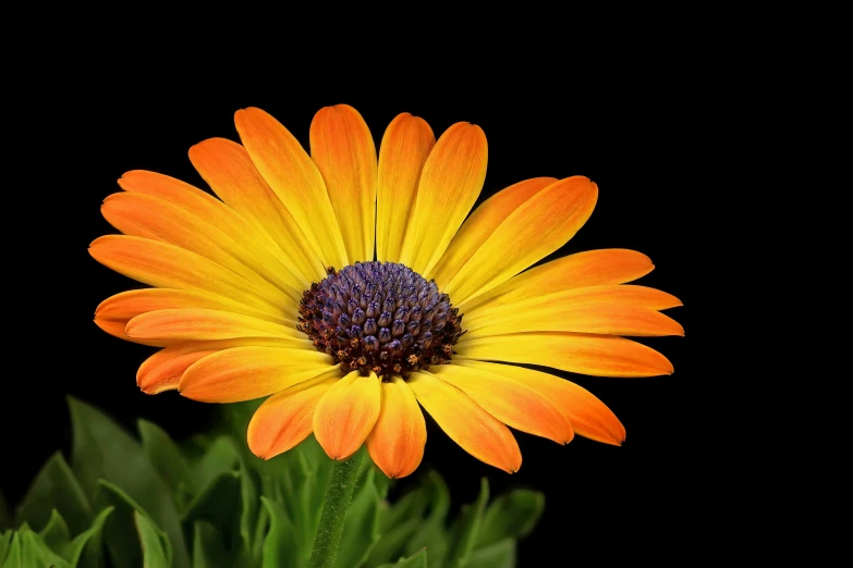 an orange and yellow flower is in the middle of green grass