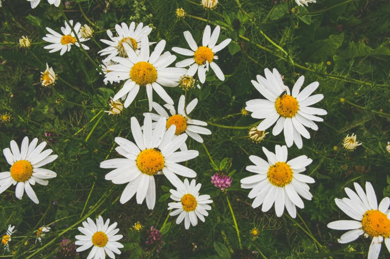 the daisies have yellow centers on them