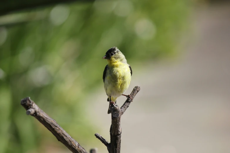 a bird with a blurry background is perched on a tree nch