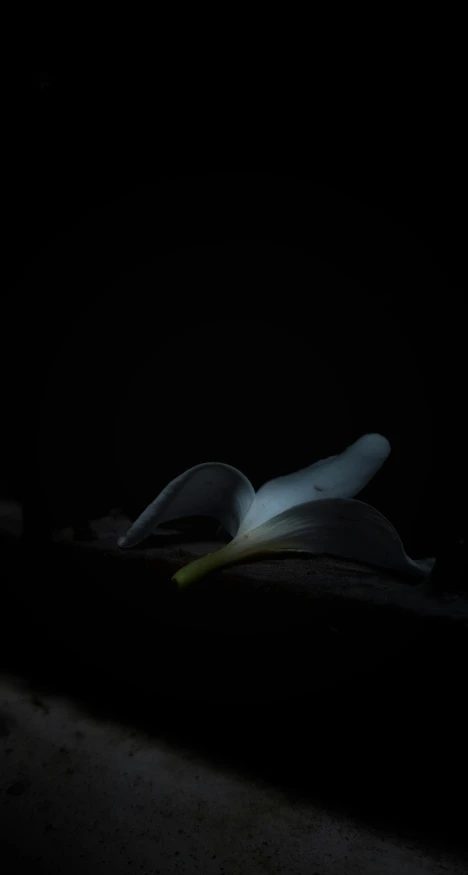 an open book on a bed in the dark