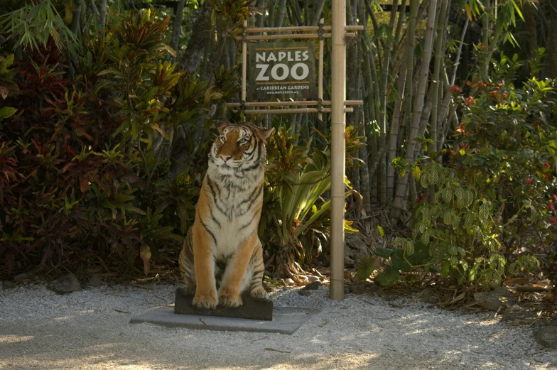 a tiger statue in front of a wooden sign