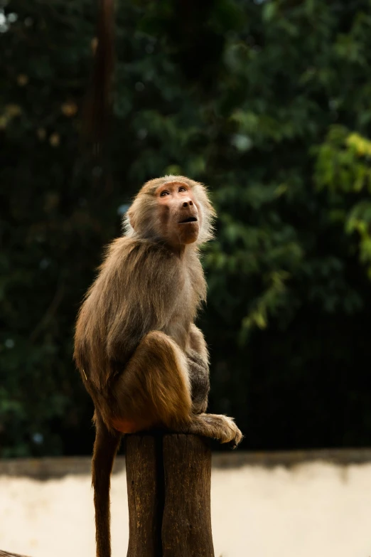 the brown monkey is sitting on a piece of tree