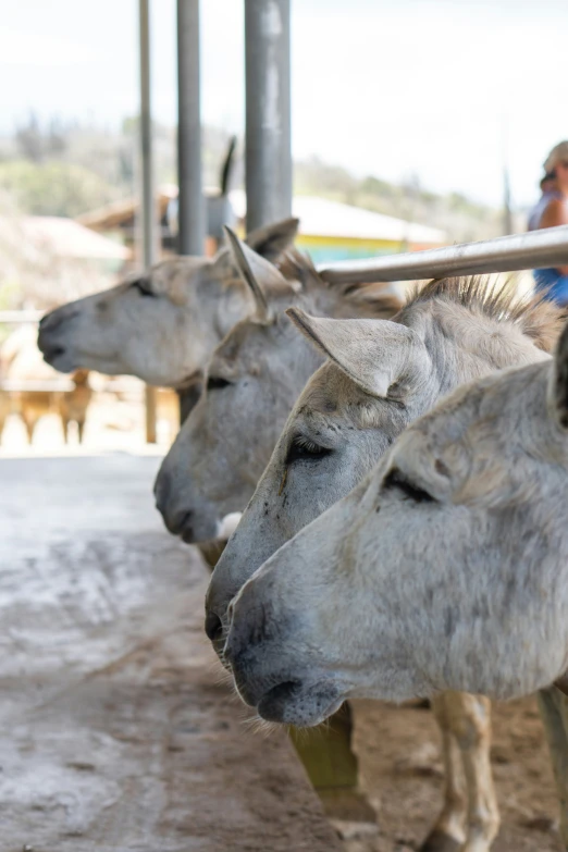 a herd of animals standing on top of a dirt ground