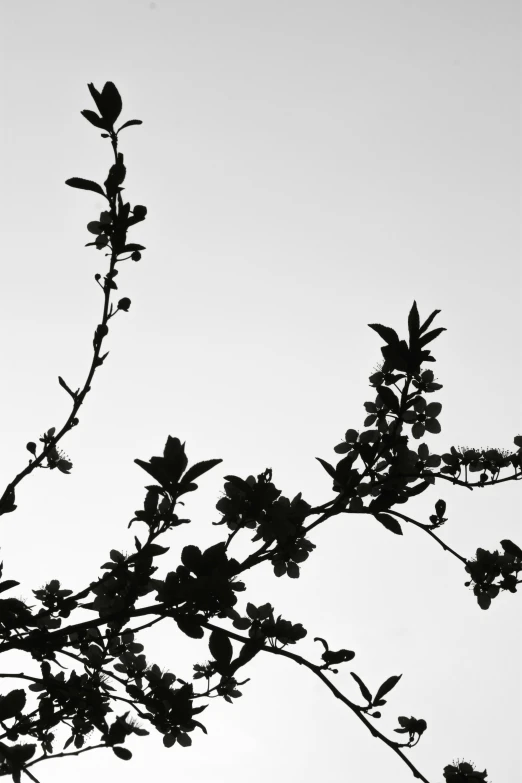 tree nches against sky with leaves and buds in silhouette