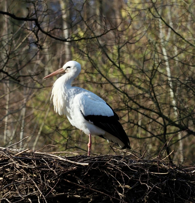 a bird stands on top of a nest