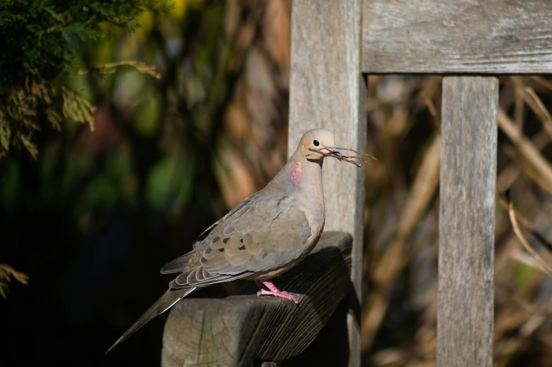 there is a pigeon that is sitting on the edge of a bench