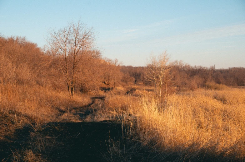 some yellow bushes and tall grass and trees