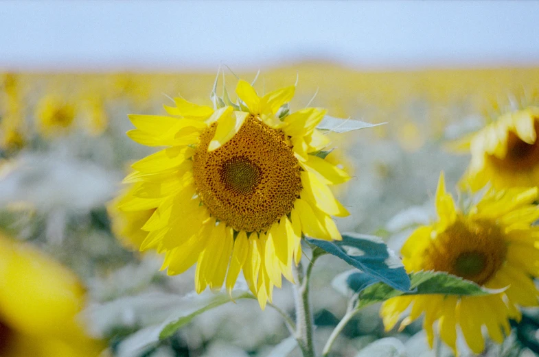 a sunflower in a large field full of grass