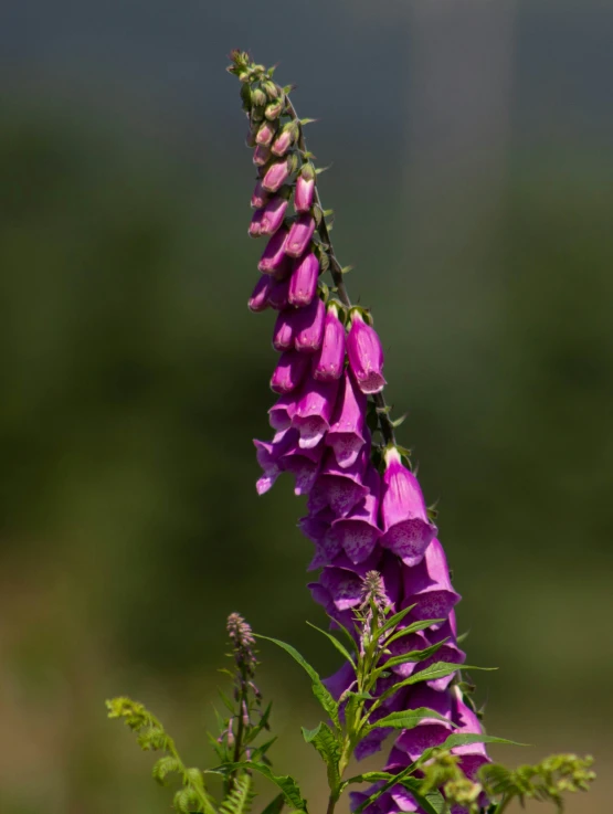 a very pretty purple flower with a big green flower