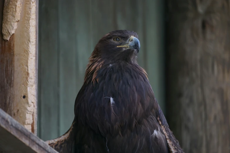 a close up of an eagle looking out of a barn