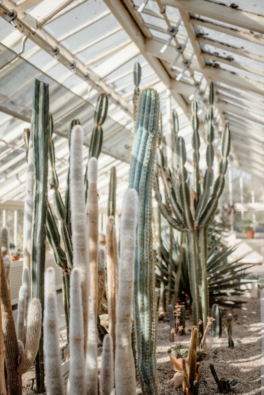 cactus garden in a greenhouse for growing exotic plants
