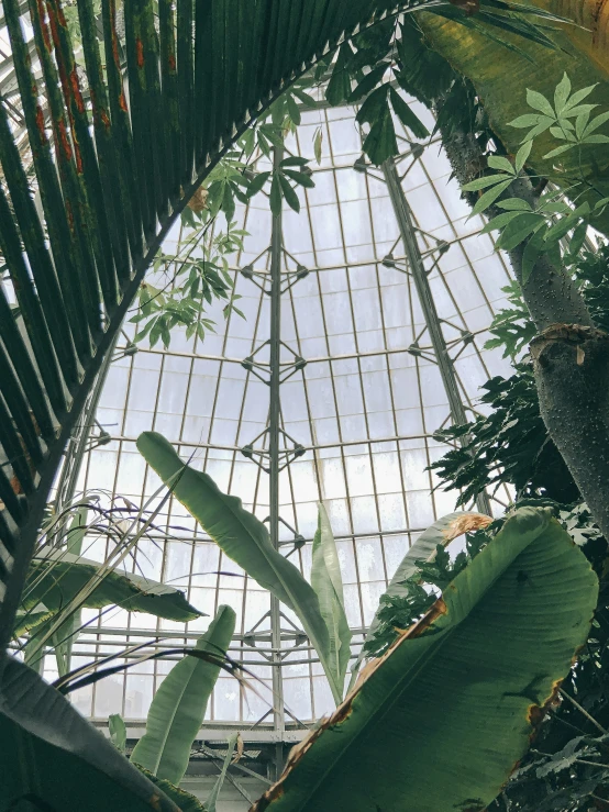 a glass roof above a large green forest