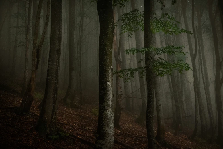 there is a dark and foggy forest with trees