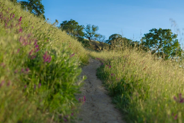 an animal is walking on a trail in the wilderness