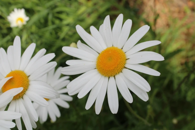 a white flower with a yellow center