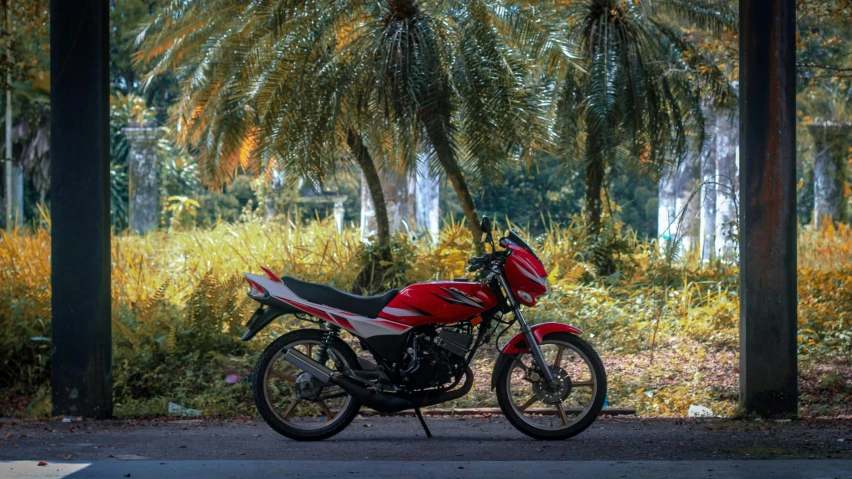 red, white and black motorcycle parked under palm trees