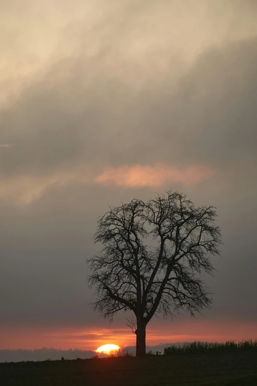 a sunset behind a lone tree in the field