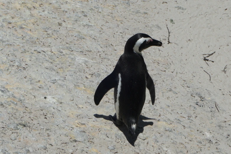 a penguin walking across a sandy field with footprints