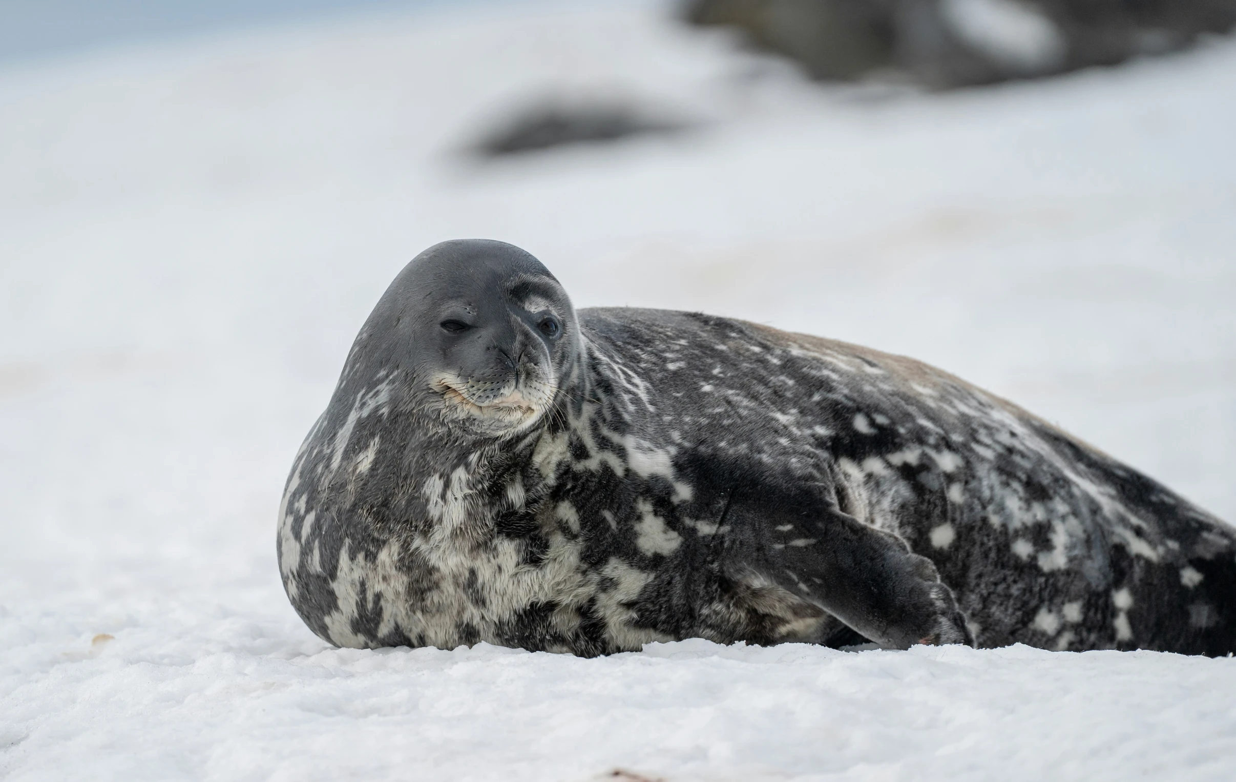 a seal bear laying on the snow