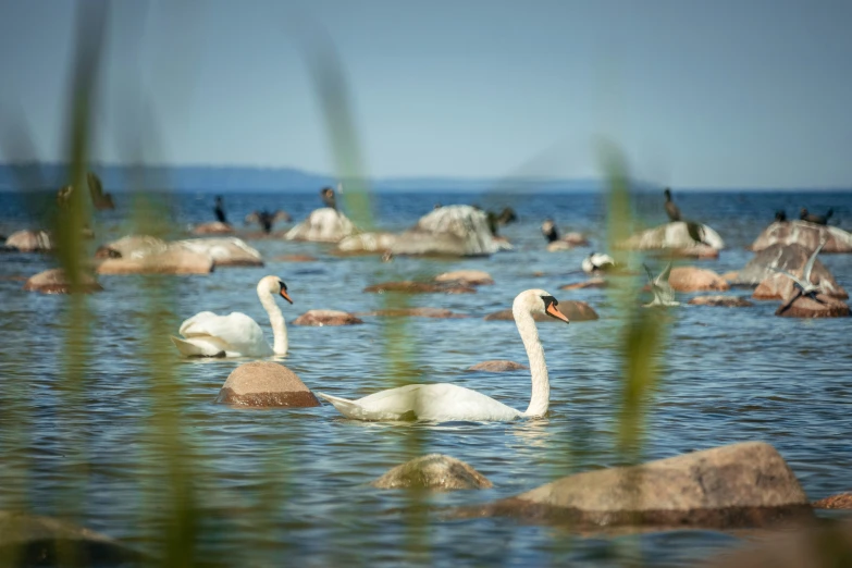 swans in the water surrounded by rocks and grasses