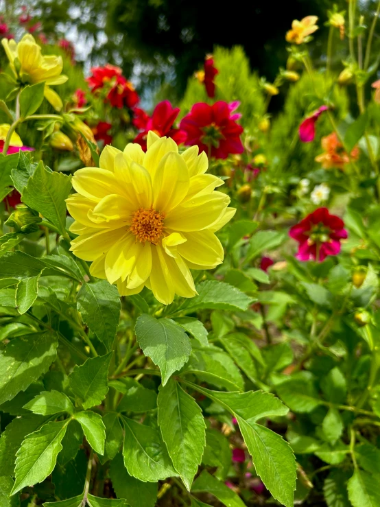 a bunch of yellow flowers surrounded by red and purple flowers