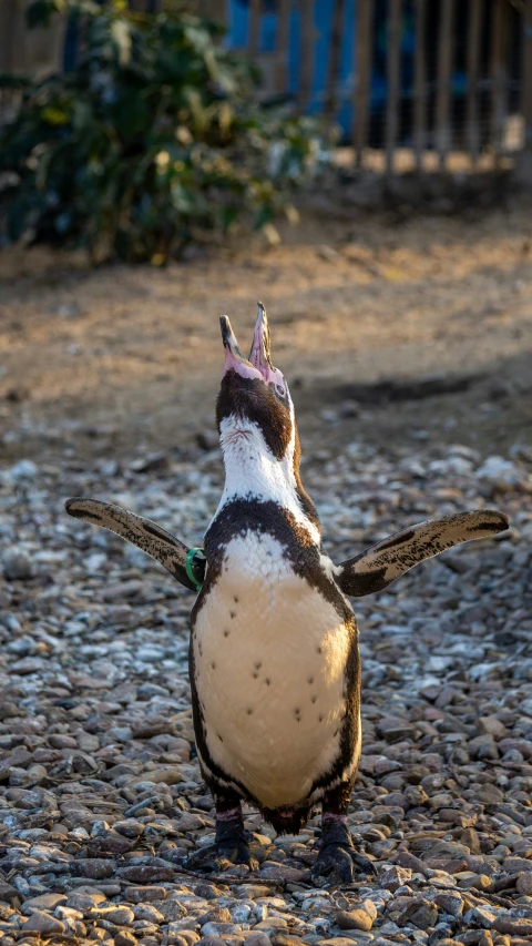 a bird with its wings wide spread looking upward