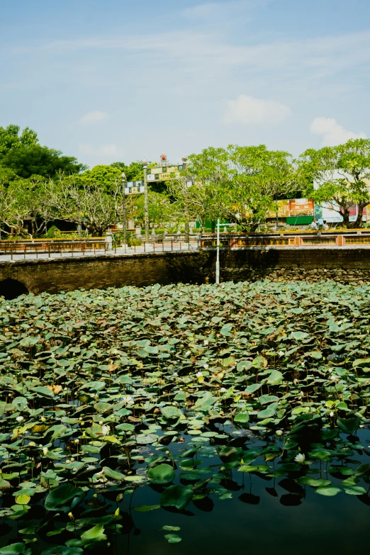 there are some waterlilies that are in the water