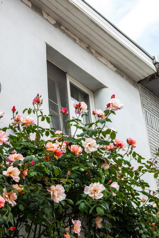 pink roses growing outside a window in the yard