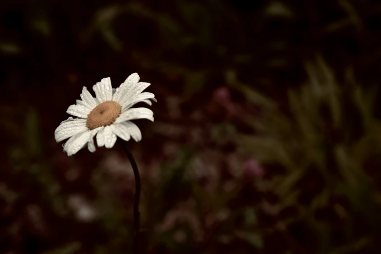 there is a white flower with brown center