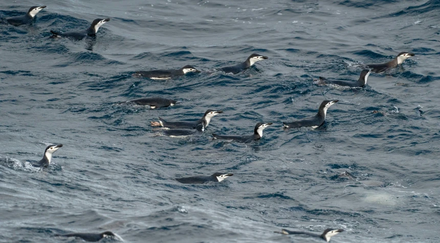 a flock of ducks swimming in the ocean together