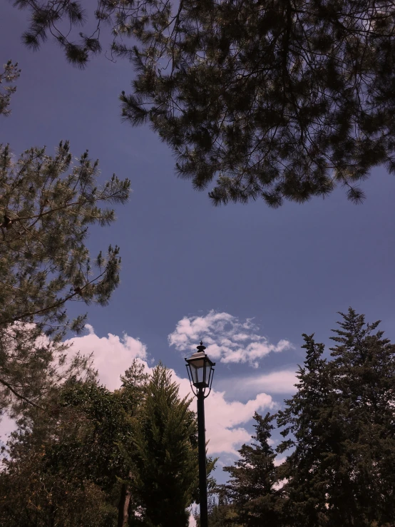 a street light and some trees