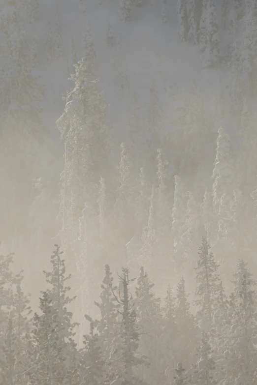 the background of a forest shows thick fog, some trees with snow and two birds flying in the distance