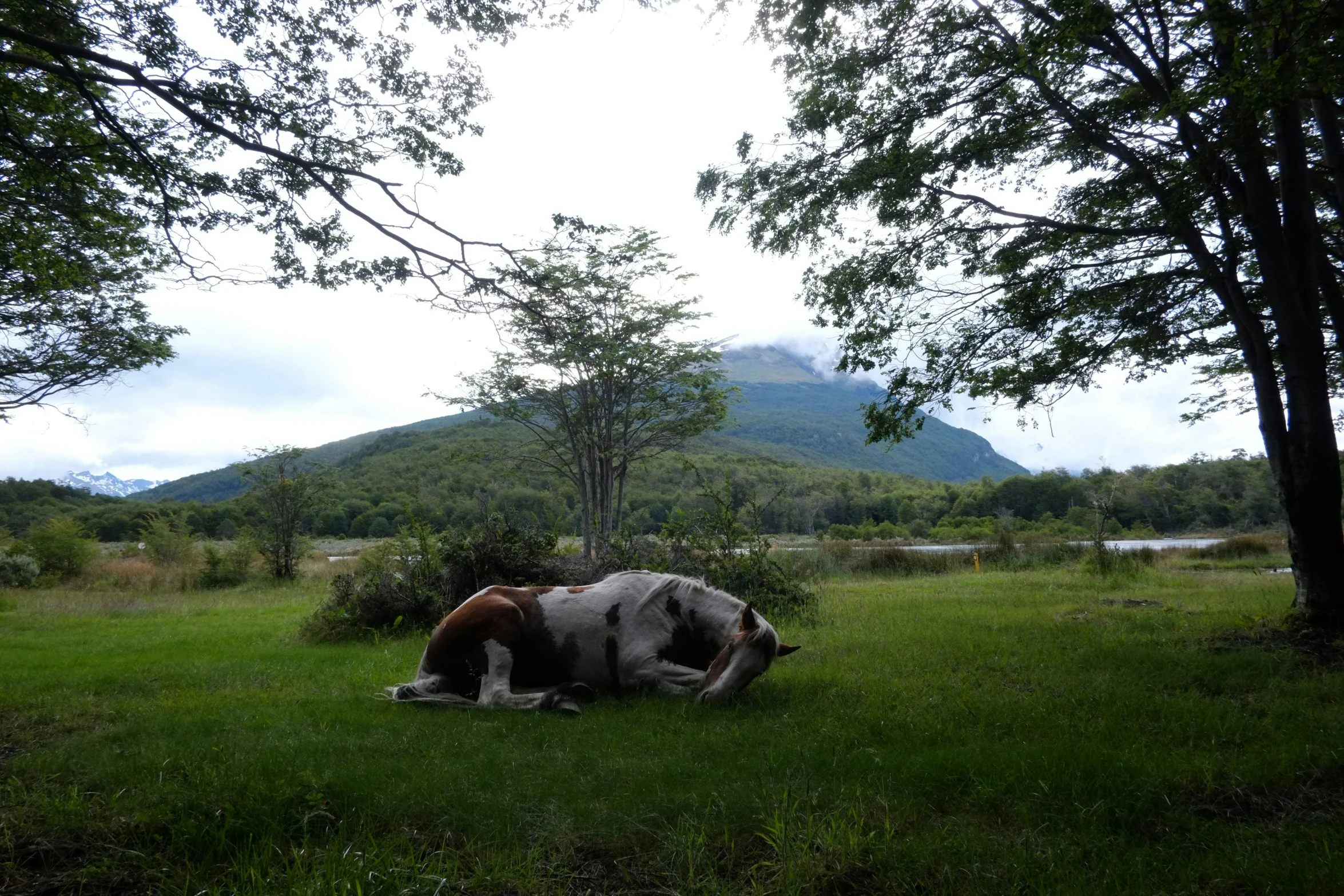 a horse that is laying down in the grass