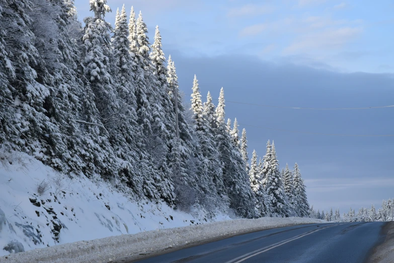 a road with trees that are covered in snow