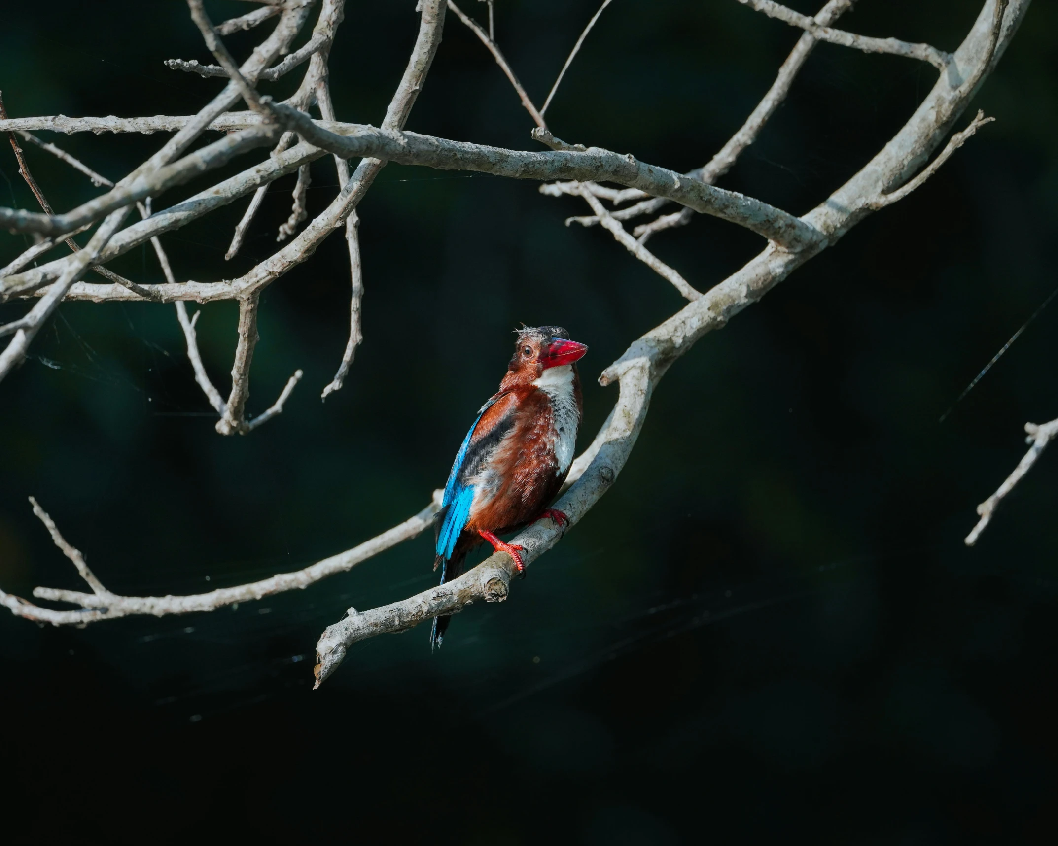 there is a colorful bird sitting on a tree limb