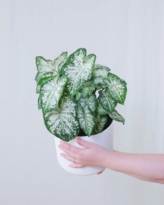 the hands are holding a potted plant, which has very large leaves