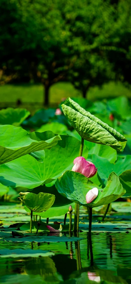 lotus buds on the top of large leaves in a pond