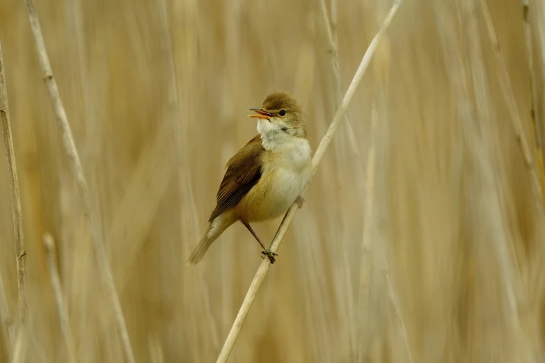 a small bird standing on top of a dry grass field