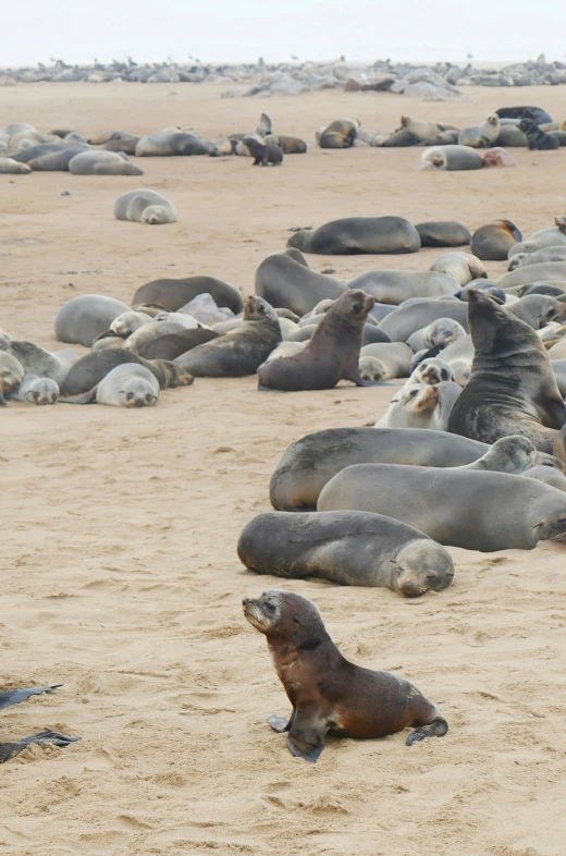 a group of sea lions are lounging on the sand