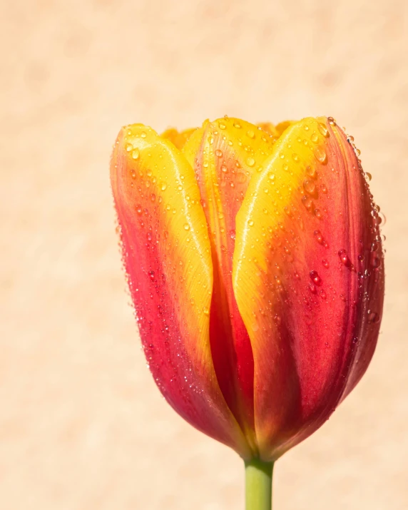 the petals of an orange and yellow tulip with water drops