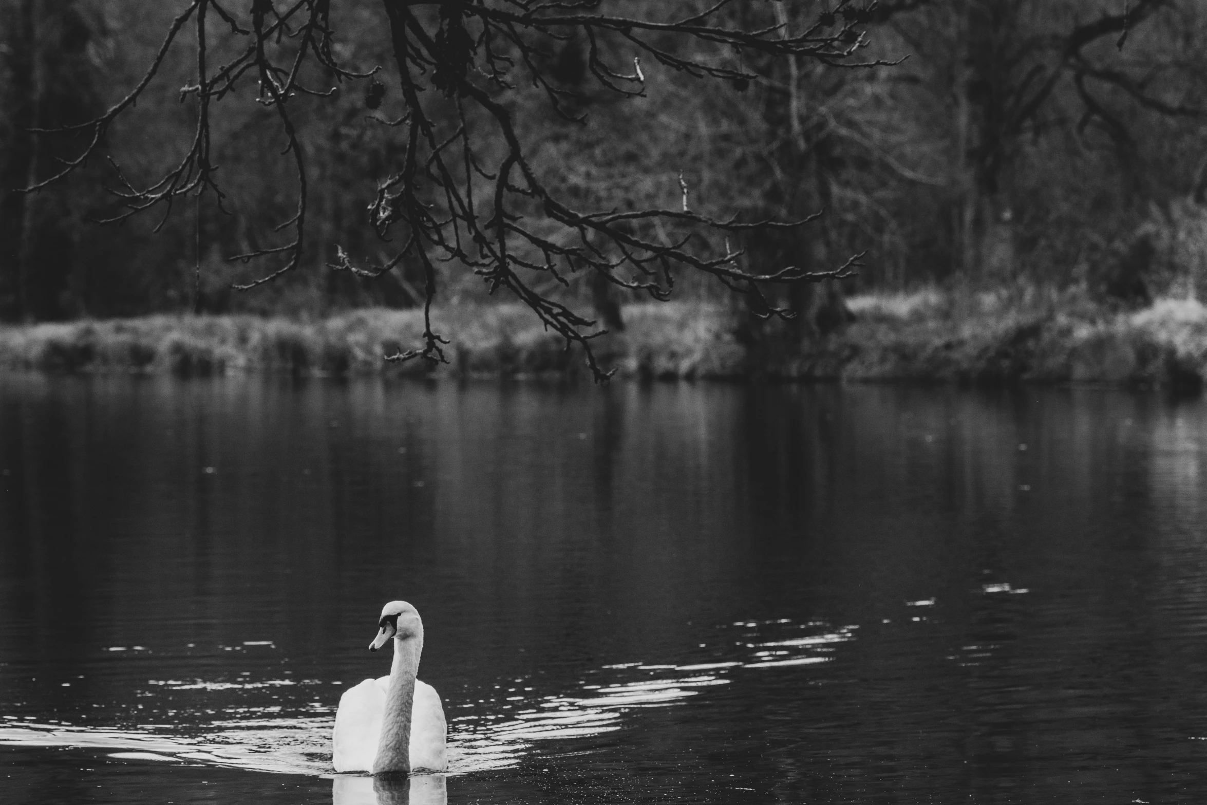 a white swan with its head turned swims across a lake