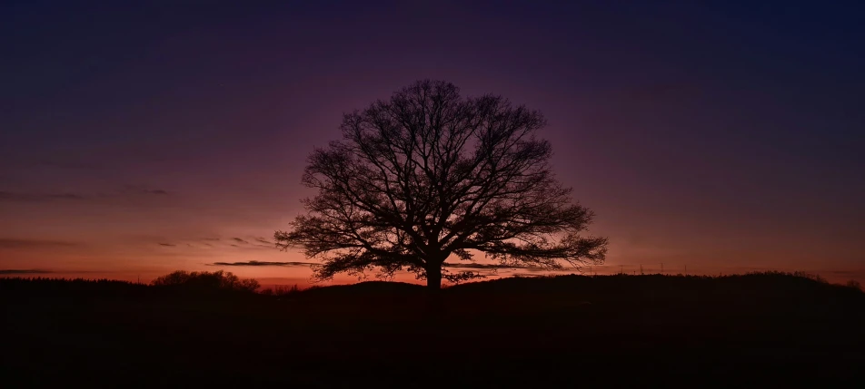 a dark purple background shows a lone tree in the center