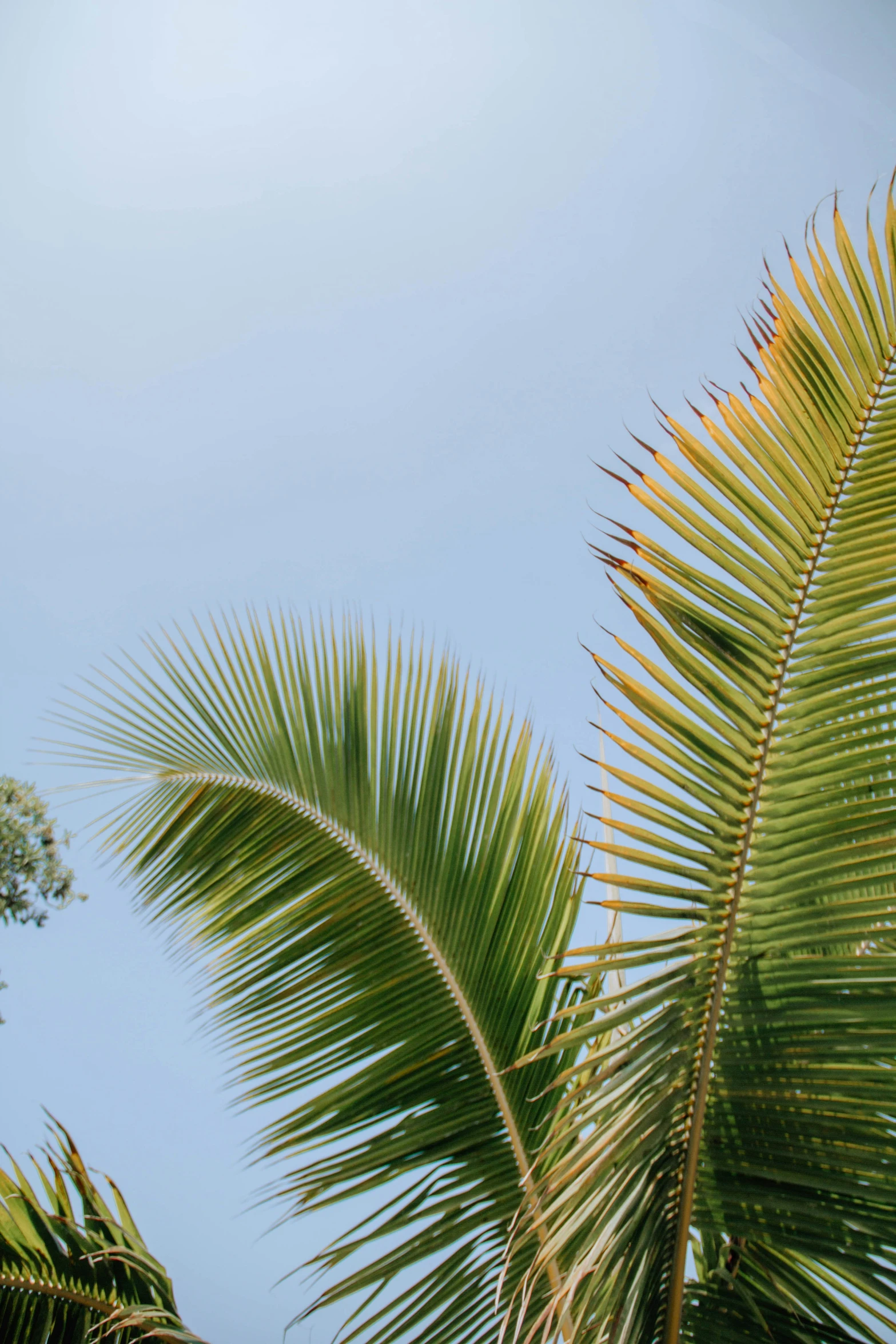 the top of a tall palm tree against a blue sky