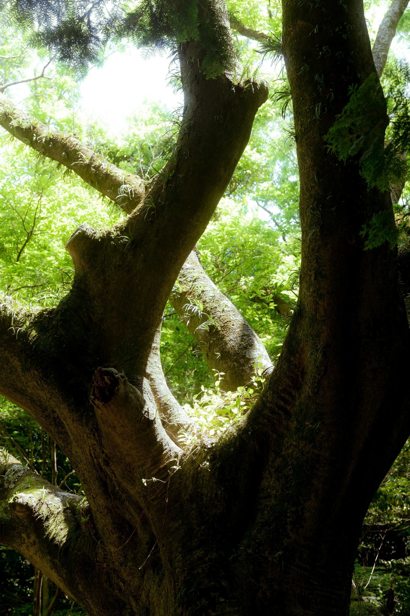 a picture of trees in the forest