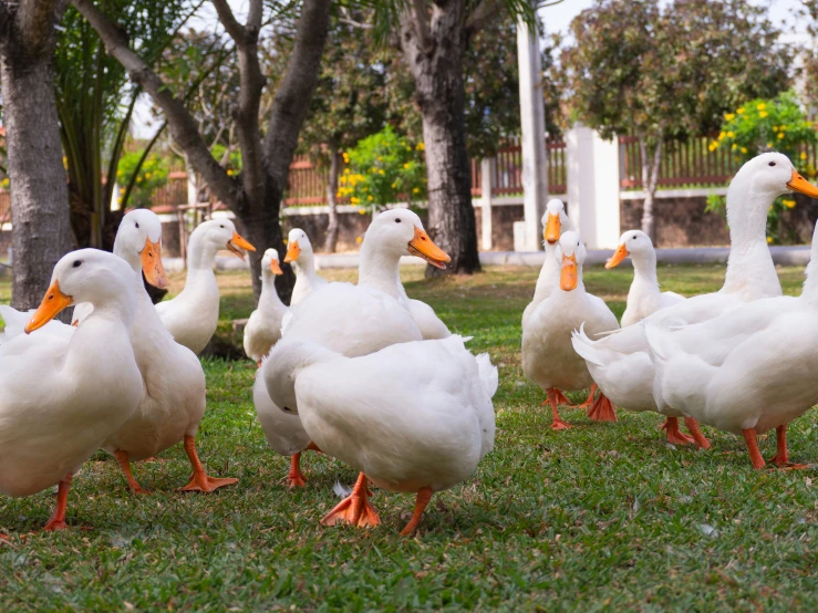 five ducks walk together across the grass in front of a building